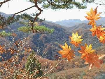 最新旅游新闻深度论述