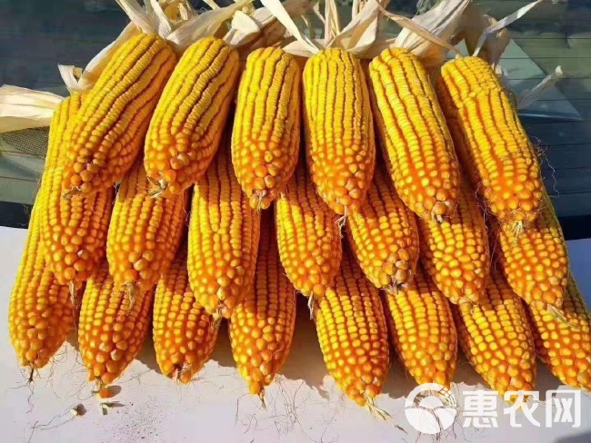 金庆种业最新玉米品种发布，科技重塑农业，开启玉米新时代