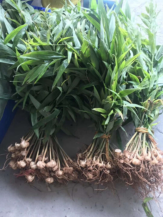黄精最新市场价格概览与指南