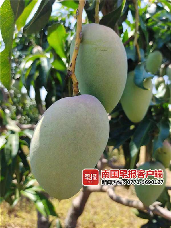 探索未来果界独特风味，芒果新品种介绍及其展望